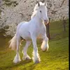 Evie Hill - @crazyunicorn789379 - TikTok