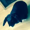 Evie hill - @cookie_lover0009 - TikTok