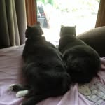 Lazy Cats - @evie.hogan2019 - Instagram