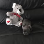 @evie_howard_animal_lover_ - Instagram