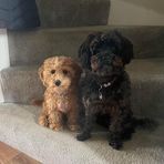 Evie Hunt - Facebook