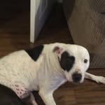 Evie Hurst - @hurst.evie - Instagram