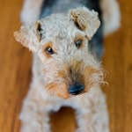 Evie the Welsh - @evie_ingram - Instagram