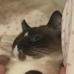 Meow! - @evie_kochy - Instagram