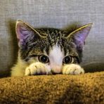 Evie Lam - Facebook