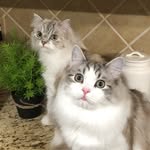 Evie_Leonard_Bowman - @evie_leonard_bowman - Instagram