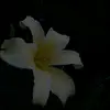 💐Evie💐 - @evielewis.123 - TikTok