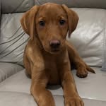 Evie - The Little Fox Red Labrador - @evielittlefox - Instagram