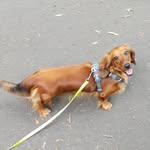 Evie - @evielongdachshund - Instagram