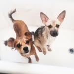 Benedict + Evie Lynn + Kai - @theponyandthewolf - Instagram