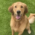 Evie Lynn - @eviethegolden - Instagram