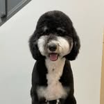 Evie Lynn - @evie.lynn.bernedoodle - Instagram