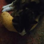 Evie Lyons - Facebook