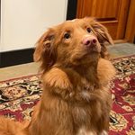 Evie Morrison - @evie.the.turbo.toller - Instagram