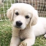 Evie Murphy 🐶 - @golden.evie - Instagram
