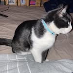 Evie - @evie_nelson_love_cats_ - Instagram