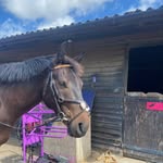 Evie - @evie_parrish13 - Instagram