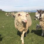 Evie And Patrick - @ebandpb_sheep - Instagram