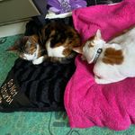 Ji'in_Evie-Rai_Patrick - @jiin.evie.patrick - Instagram