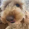 Tilly plays - @eviephelps89 - TikTok