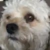 Evie_pie - @evie_pierce3528 - TikTok