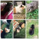 Evie Potter - @x.eviepets.x - Instagram