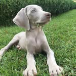 Evie & Reed - @evie_weim - Instagram