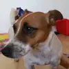 animals united - @evieren3 - TikTok