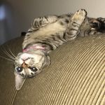 Evie Rice - @evie_bug210 - Instagram
