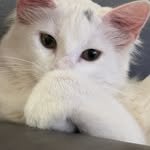 Evie Here - @evie.rios - Instagram