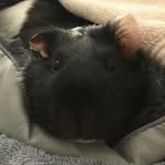EvieRitchie - @animals.4565 - Instagram