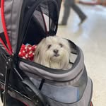 Evie Sánchez - @goliath____the_little_shih_tzu - Instagram