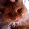 evieshepherd - @blondeevie - TikTok