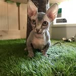 Evie 😺🐾 - @evieshortlegs - Instagram