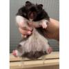 evie 🌷 - @eviessmallpets - TikTok