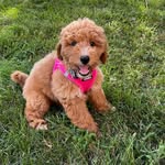 Evie Steele - @minigoldendoodle_evie - Instagram