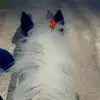 Evie Stokes - @horse.girl29 - TikTok