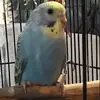 Evie - @evie_sutton25 - TikTok
