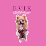 Evie Talbot - @fluffybutt.pom - Instagram