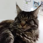Evie thomson - @crazycatlover_101 - Instagram