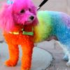 Evie Todd  - @rainbowdog2 - TikTok
