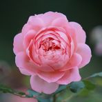 Evie Ward - Facebook