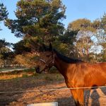 Evie watson - @evies_horse_adventures - Instagram
