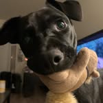 evie chewy welsh - @eviethelittleblackdog - Instagram