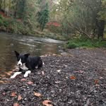Evie The Welsh Collie - @eviethecollie - Instagram