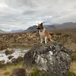 @evie_welsh_sheepdog - Instagram