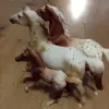 Evie White - @horse_lover_brandy - TikTok