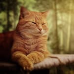 Eve Wiggins - @catlovers_125 - Instagram