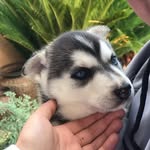 Everest The Husky - @evie_wolf_dog - Instagram
