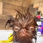 @evie_wolflover - Instagram